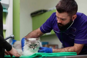 Mikoplazmoza u mačaka - što je opasnost za osobu? Mikoplazmoza u mačaka - što je opasnost za osobu?